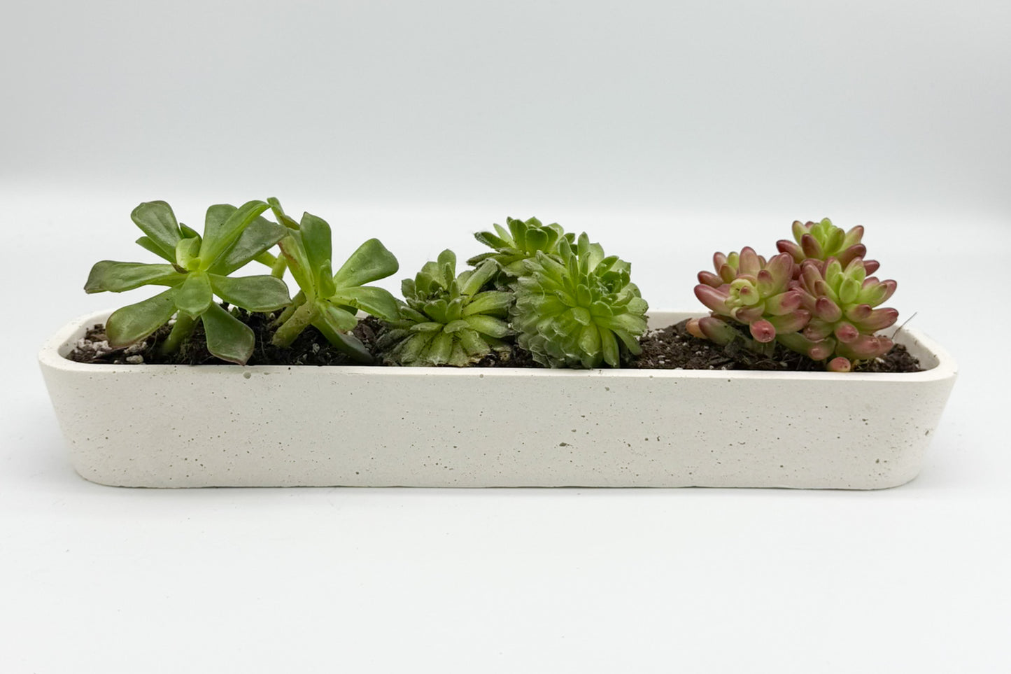 Concrete Succulent Planter – Long Planter for Indoor & Outdoor Decor