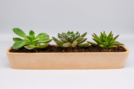 Concrete Succulent Planter –  Long Planter for Indoor & Outdoor Decor