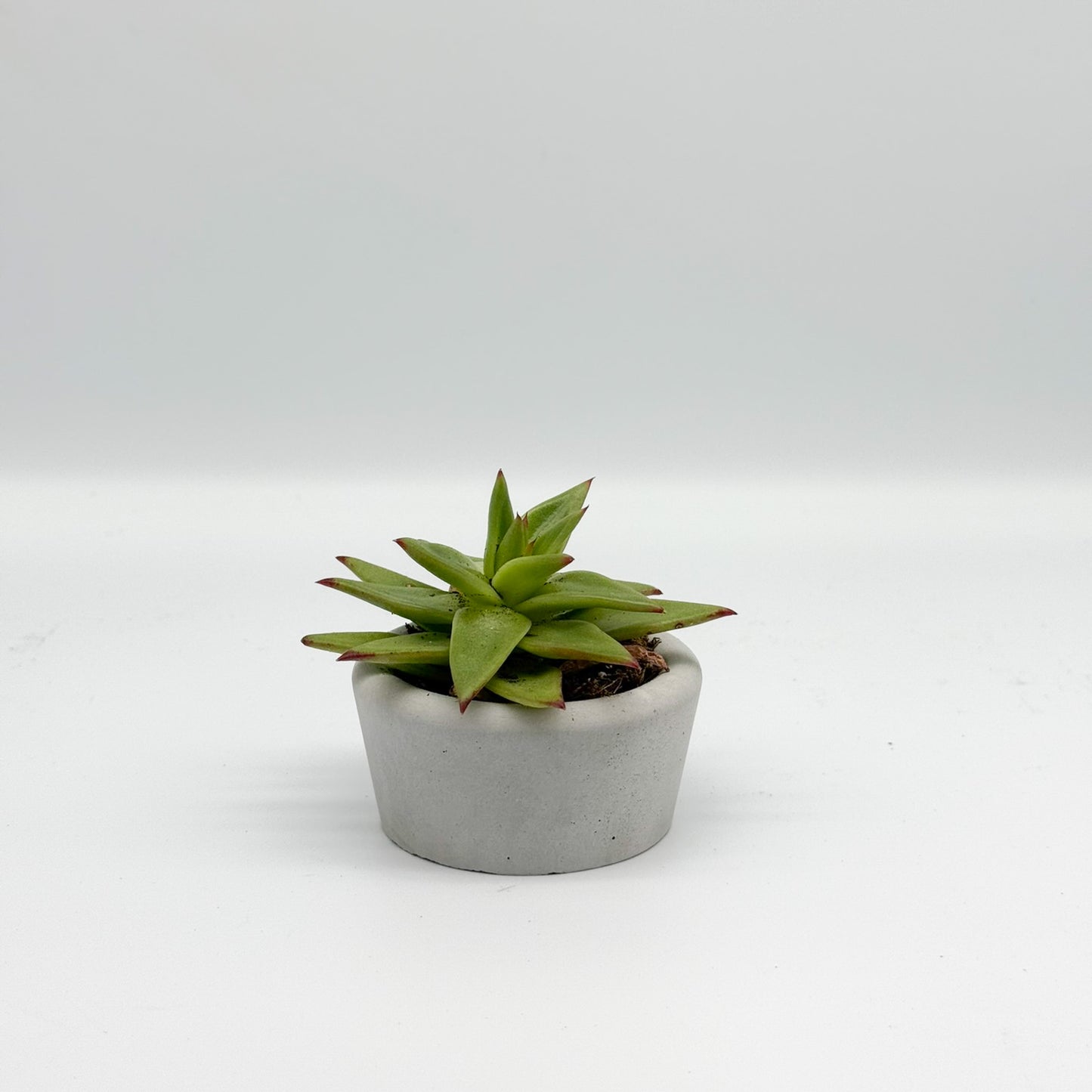 Small Concrete Succulent Planter – Round Planter for Modern Decor