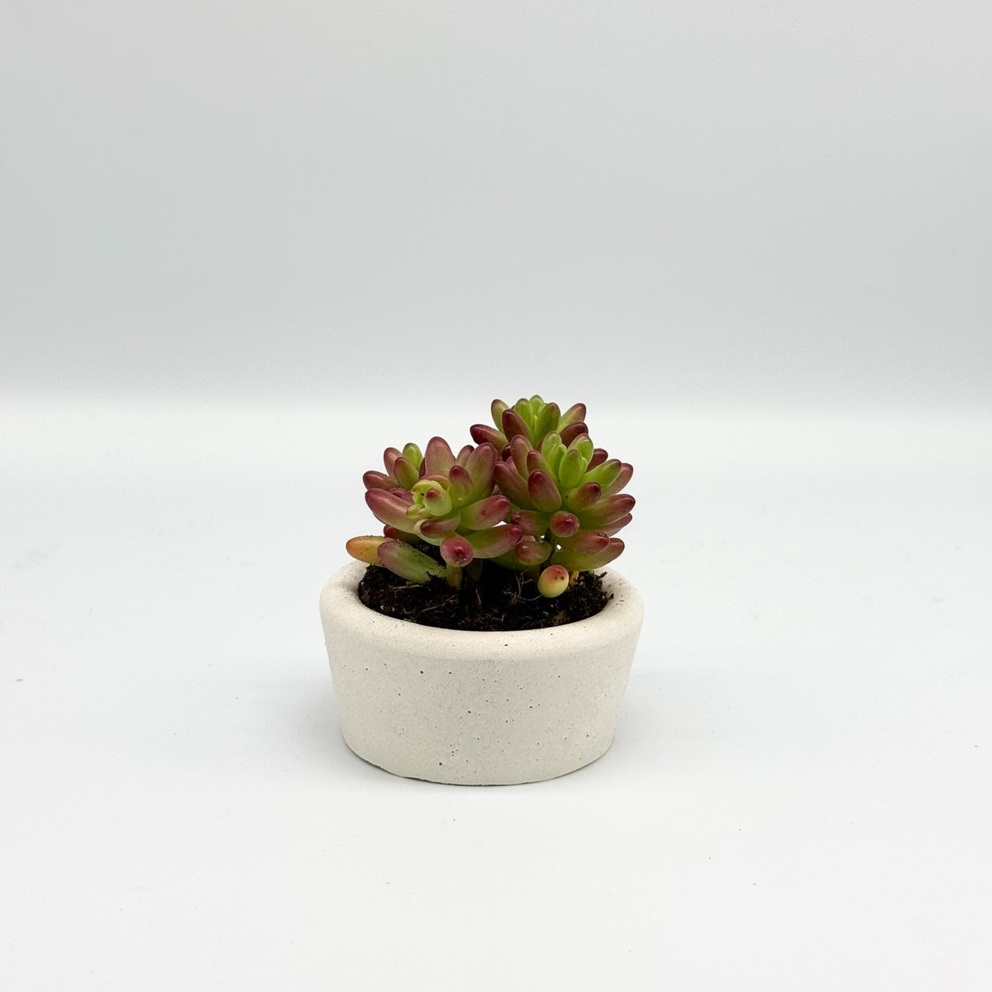 Small Concrete Succulent Planter – Round Planter for Modern Decor