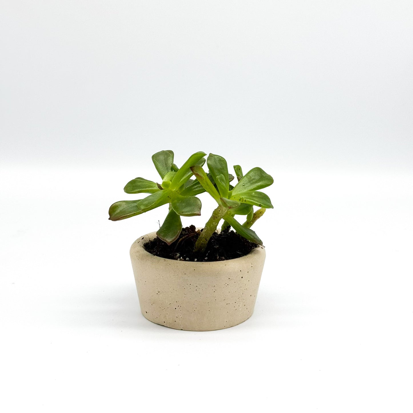 Small Concrete Succulent Planter – Round Planter for Modern Decor