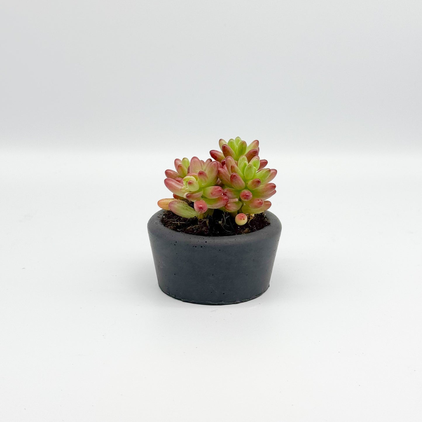 Small Concrete Succulent Planter – Round Planter for Modern Decor