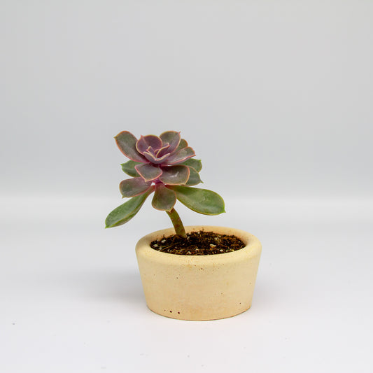 Small Concrete Succulent Planter – Round Planter for Modern Decor